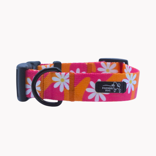 obroża flower pawer poondel dog kwiaty stokrotki