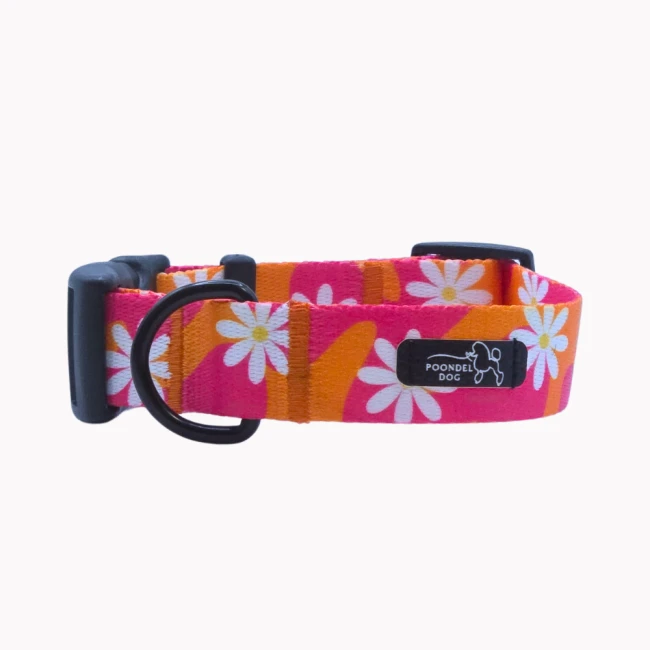 obroża flower pawer poondel dog kwiaty stokrotki