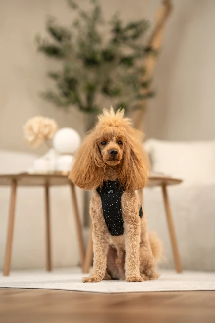 Szelki bezuciskowe Sweetheart Blacky czarne w serca