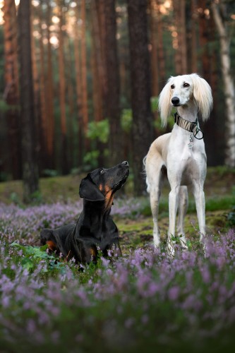 Obroza wild strips zeberka Beżowa zielona Poondel Dog