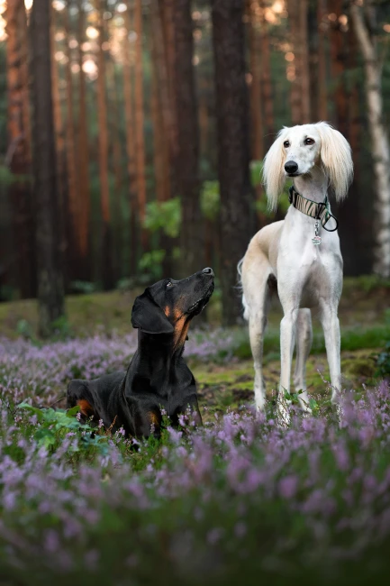Obroza wild strips zeberka Beżowa zielona Poondel Dog