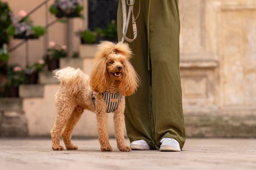 Szelki bezuciskowe wild strips beżowe zielone paski Poondel Dog