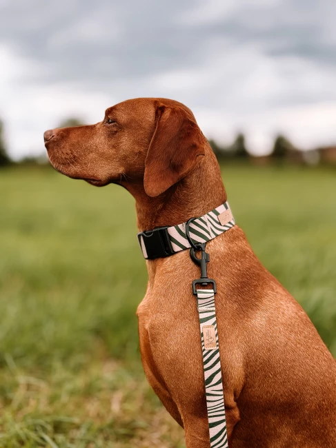 Obroza wild zeberka Beżowa zielona Poondel dog