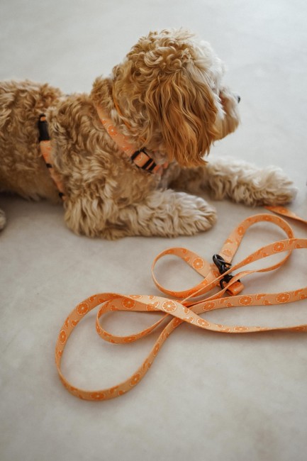 przepinana smycz psiomarańcze Poondel Dog czarne okucia 2