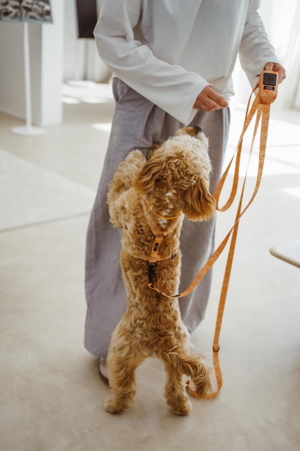 przepinana smycz psiomarańcze Poondel Dog czarne okucia 3