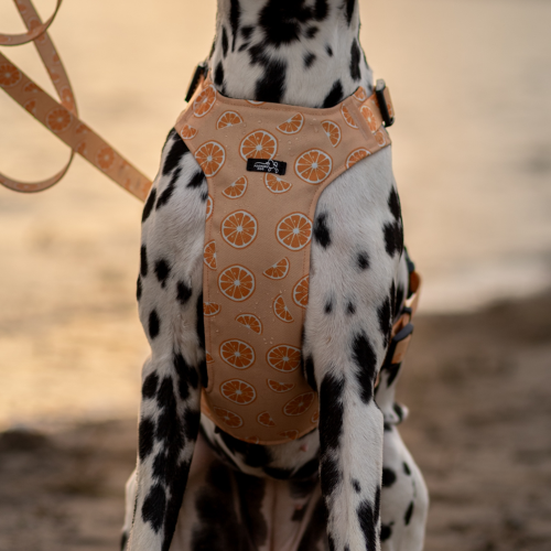 Szelki bezuciskowe Psiomarańcze Poondel Dog