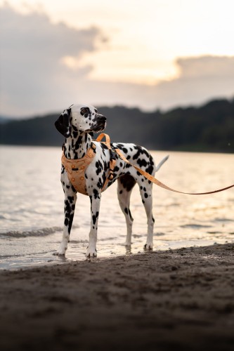 Szelki bezuciskowe Psiomarańcze Poondel Dog 1
