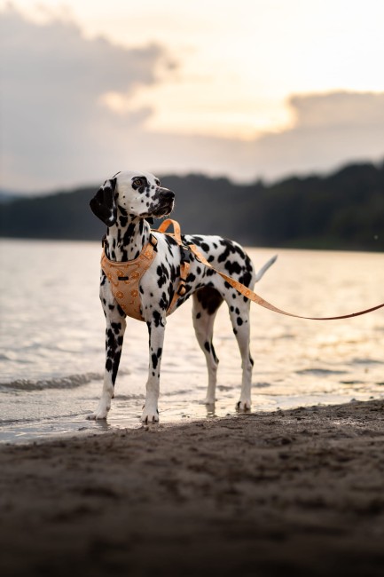 Szelki bezuciskowe Psiomarańcze Poondel Dog 1