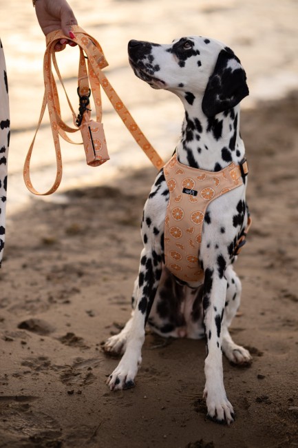 Szelki bezuciskowe Psiomarańcze Poondel Dog3
