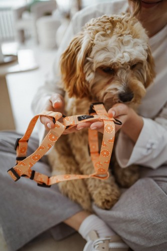 szelki guard psiomarańcza Poondel Dog 2