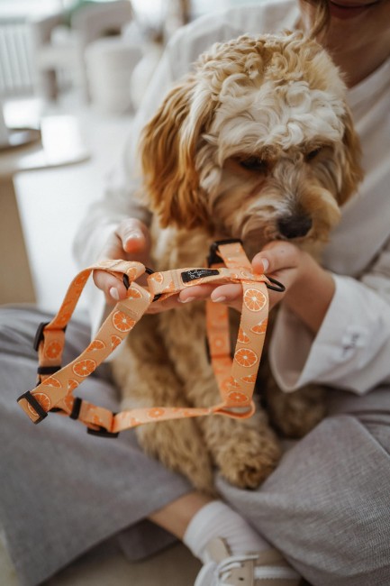 szelki guard psiomarańcza Poondel Dog 2