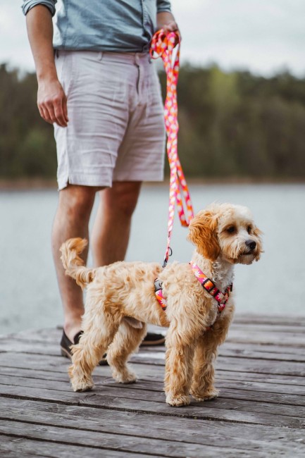 Smycz przepinana Flower Pawer Poondel Dog 7