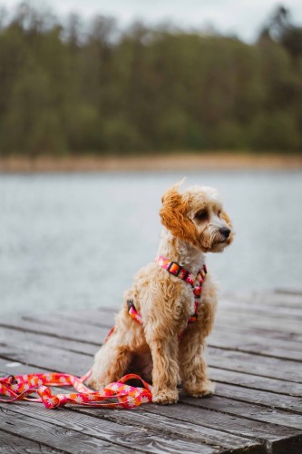 Szelki guard Flower Pawer Poondel Dog 7