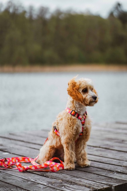 Szelki guard Flower Pawer Poondel Dog 7