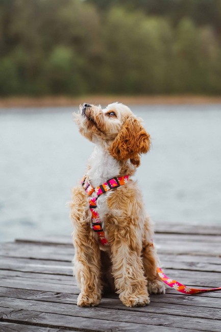 Szelki guard Flower Pawer Poondel Dog 777