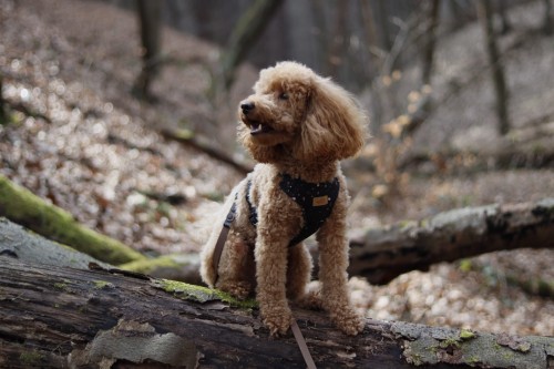 Szelki bezuciskowe dogsriko black Poondel Dog songo