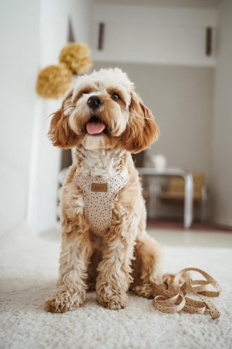 szelki bezuciskowe sweetheart Poondel Dog 2