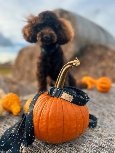 2695675A-6EA2-45D1-B012-58610925A05F