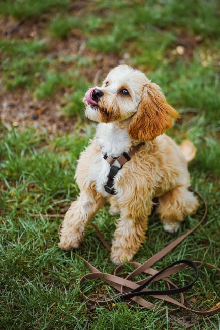 Smycz wodoodpornea hexa Poondel Dog 7