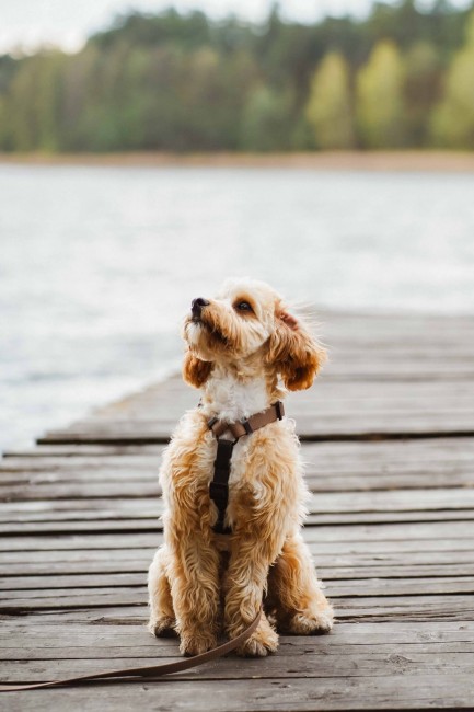 Szelki Guard wodoodporne hexa Poondel Dog 77