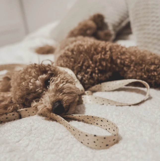 sweetheart przepinana 11