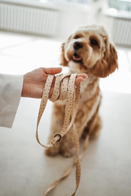 Smycz miejska sweetheart Poondel Dog 2