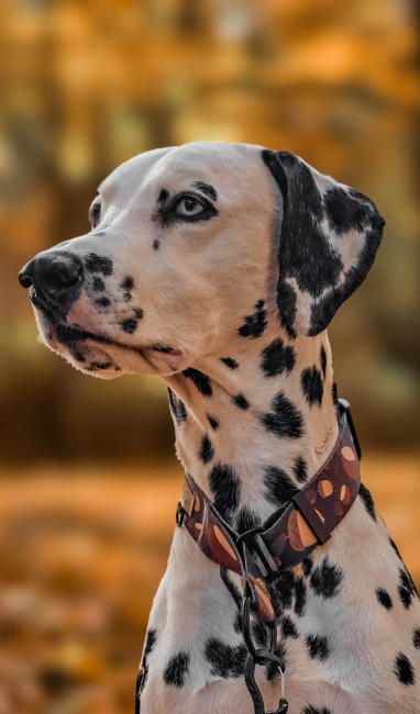 obroża dla chartów poondel dog.png