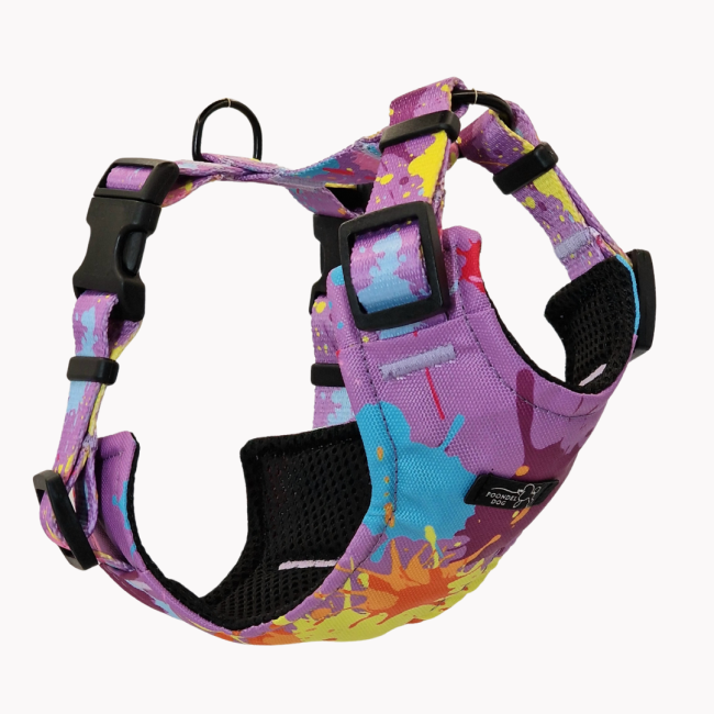 szelkli bezuciskowe colorful splash poondel dog.png